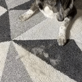 Guante quitapelos para mascotas - 2x1 + Gratis cepillo